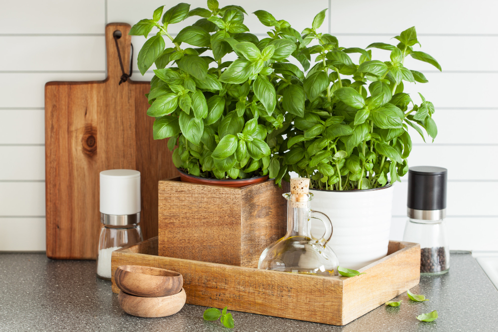 conseils pour conserver la Sauge dans la cuisine 