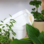 plante à choisir pour purifier l'air de votre maison efficacement
