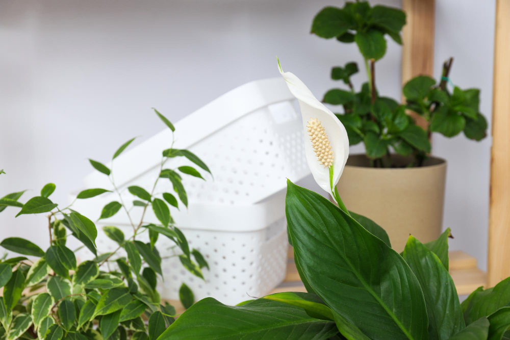 plante à choisir pour purifier l'air de votre maison efficacement