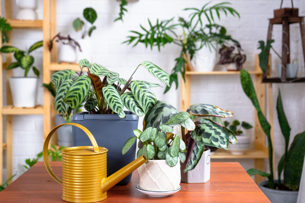 plante à choisir pour purifier l'air de votre maison 