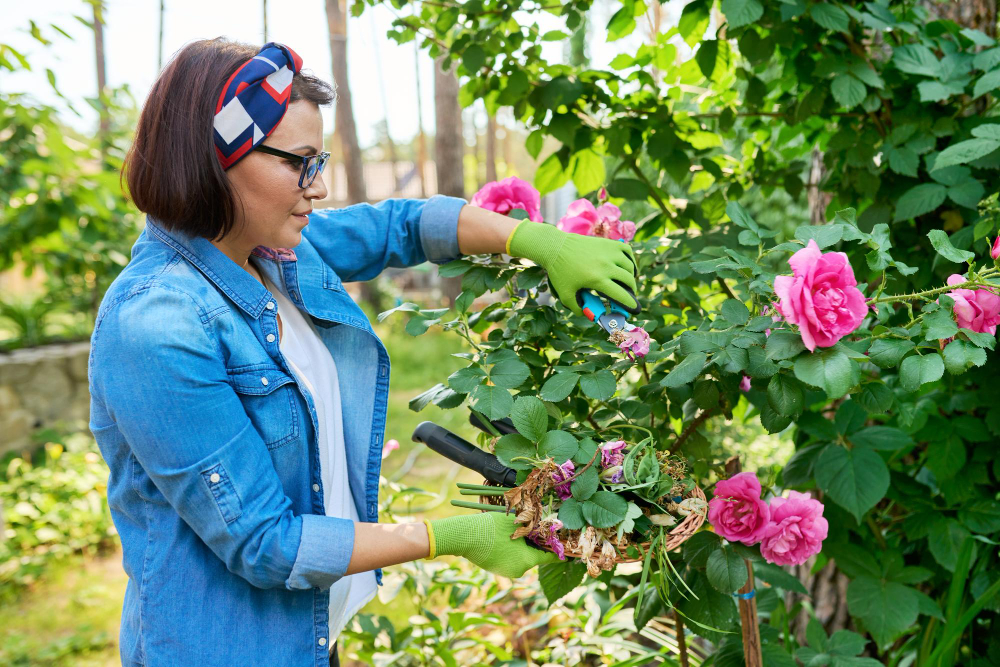  choisir les Fleurs pour massif plein soleil