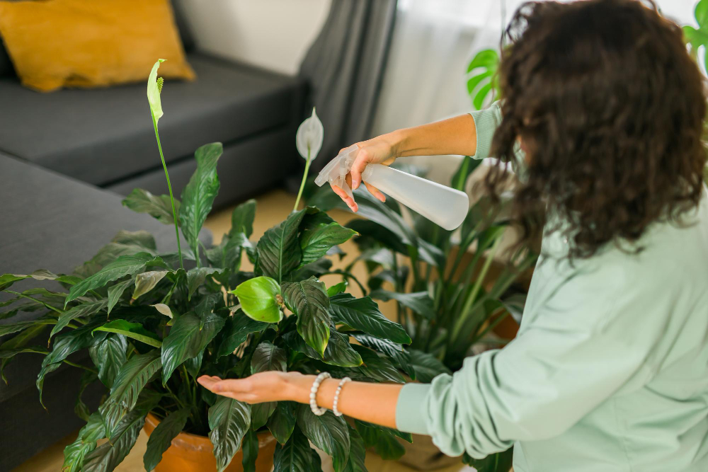  plante à choisir pour purifier l'air de la maison 